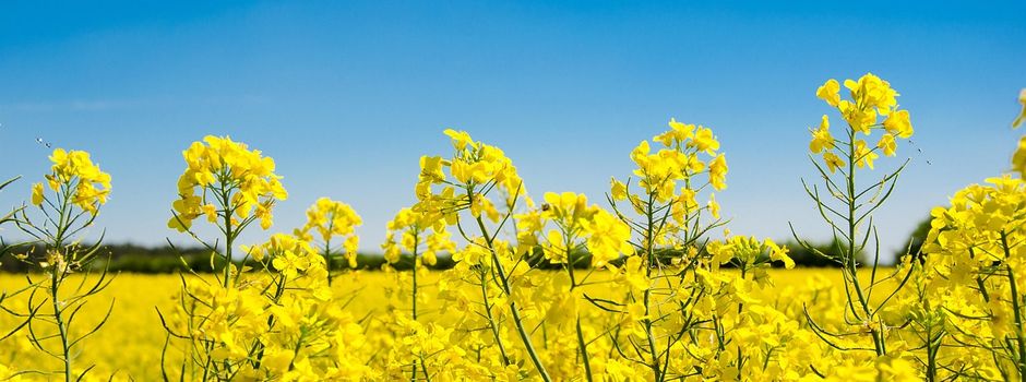 Das Landwirtschaftsamt informiert: Fortbildung zur Pflanzenschutz-Sachkunde