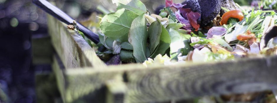 Ratten durch falsche Kompostierung?