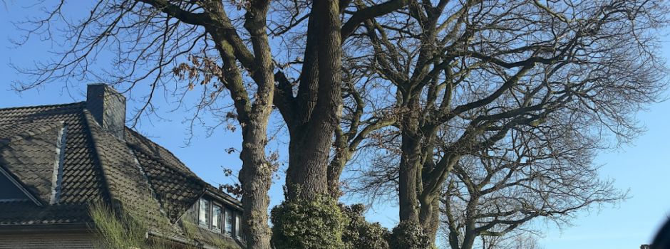 Baumfällungen im Eichenkamp notwendig 🌳