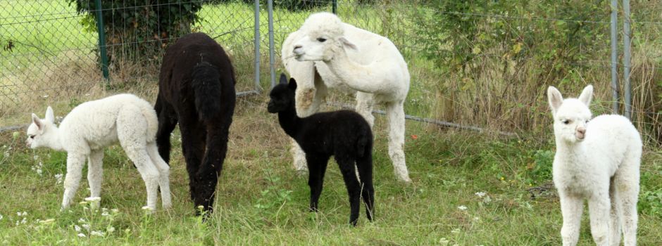 Tierischer Nachwuchs: Alpaka-Babys in Mondorf (mit Video)