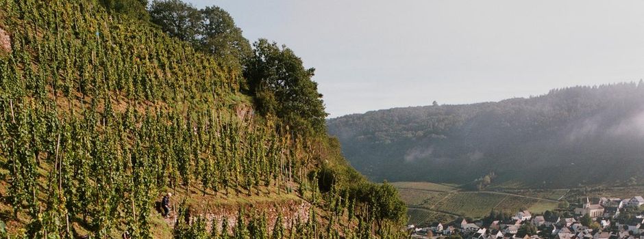 Die Winzerbetriebe
