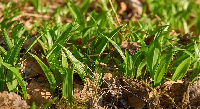 Bärlauch-Saison: So sammelst du sicher und nachhaltig