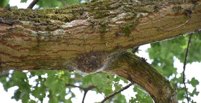 Aktuell starten Maßnahmen gegen Eichenprozessionsspinner in Herzebrock-Clarholz