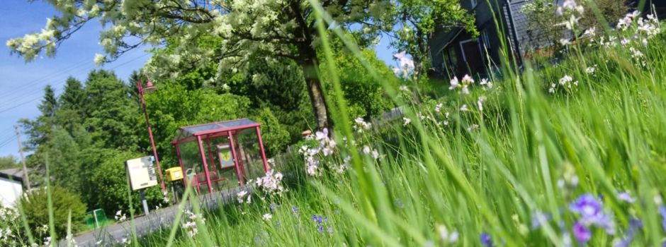 Blühwiesen zum Erhalt von Bienen und Insekten
