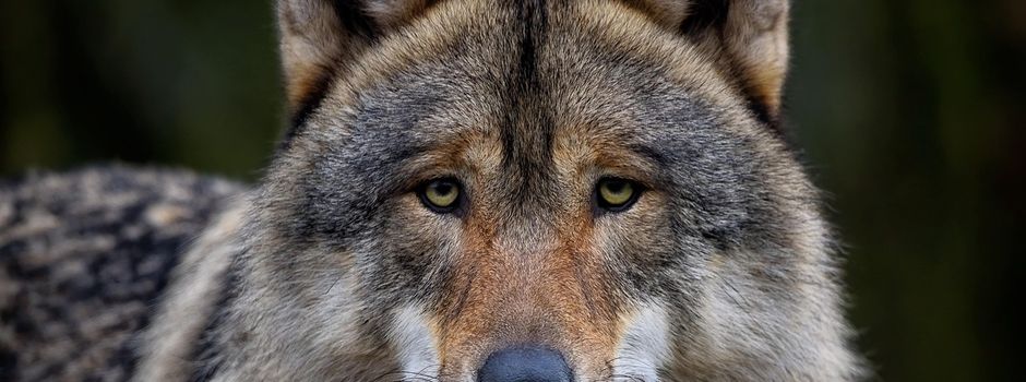 Mutmaßlicher Wolfsriss in der Ortsgemeinde