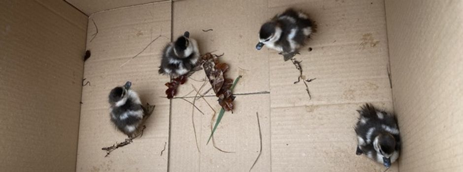Polizisten retten Entenküken auf Autobahn bei Rüsselsheim