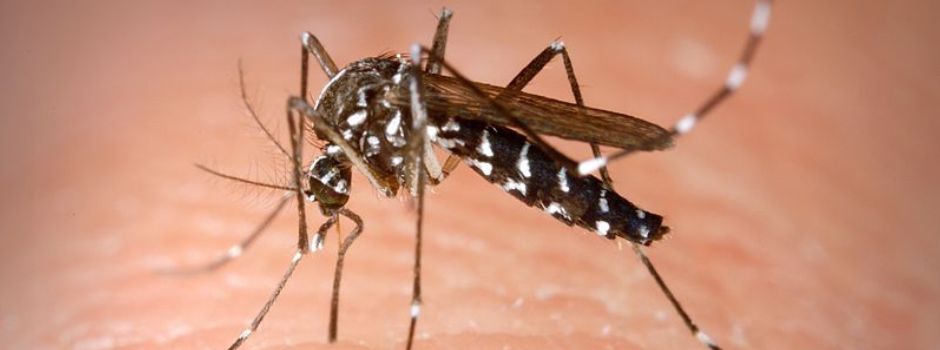 Asiatische Tigermücke in Worms soll bekämpft werden