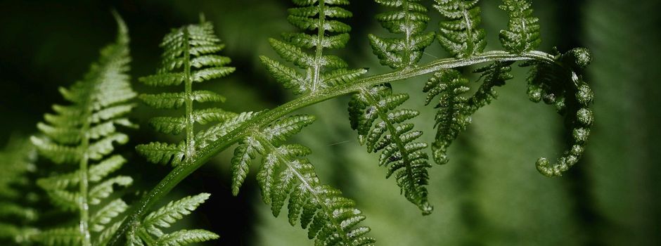 Gartenabfälle werden abgeholt