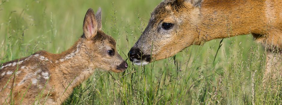 Wildtierkundlicher Spazierung mit den Garstedter Jagdpächtern