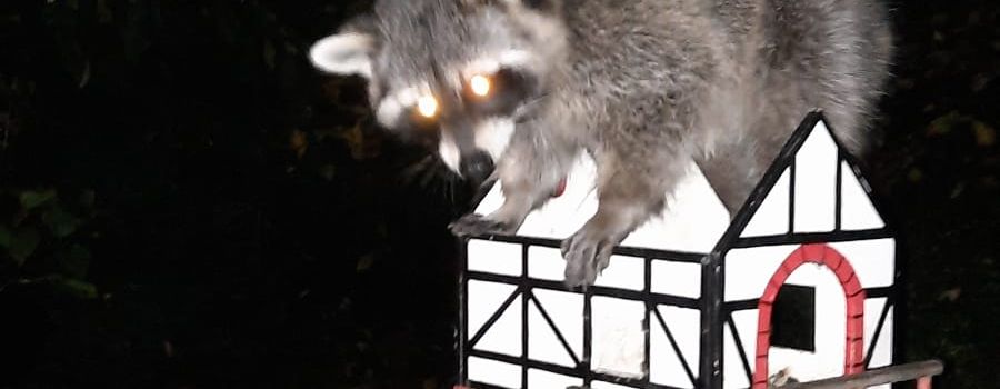 Waschbären in Wiesbaden auf dem Vormarsch?