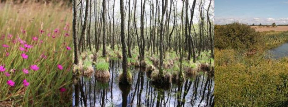 Biotop- und Lebensraumkartierung M-V 2025 (BLRTK)