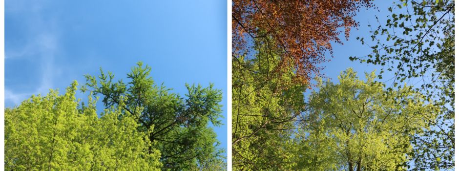 Baumpflanzung im Bürgerwald 2025