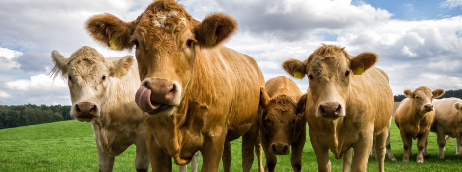 Antibiotikaminimierung - fünf Landkreise kooperieren
