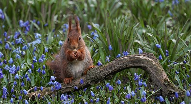 An einem schönen Frühlingsmorgen entdeckt das Eichhörnchen eine Blume. Es ist die schönste Blume, die es je gesehen hat