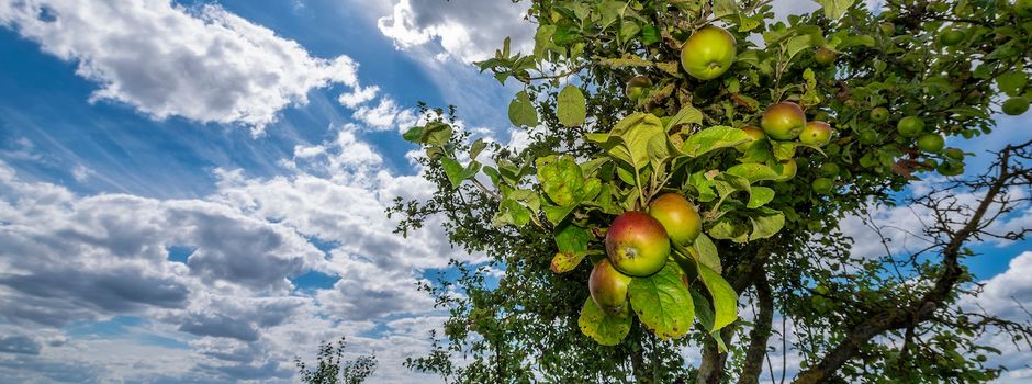 Projekt „Streuobstwiese“ wächst weiter