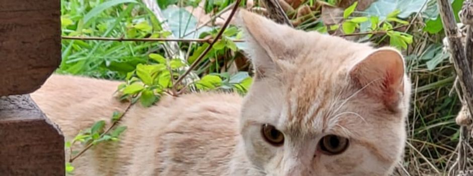 Katze