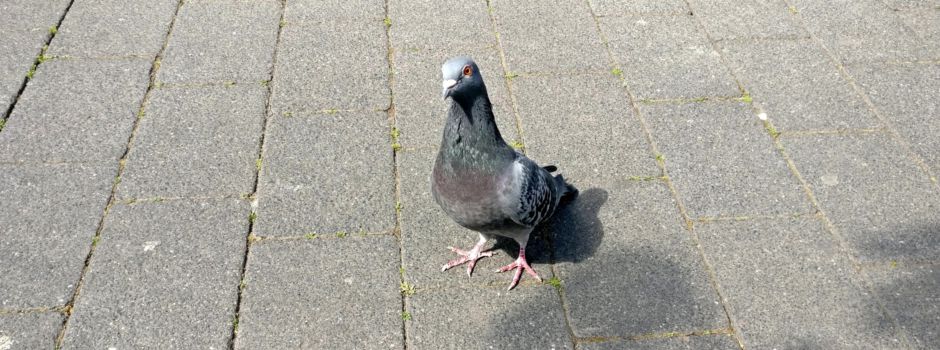 Wie Wiesbaden jetzt die Taubenplage bekämpfen will