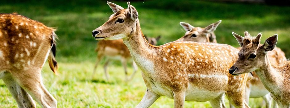 Drückjagd in der Revierförsterei Eschwege