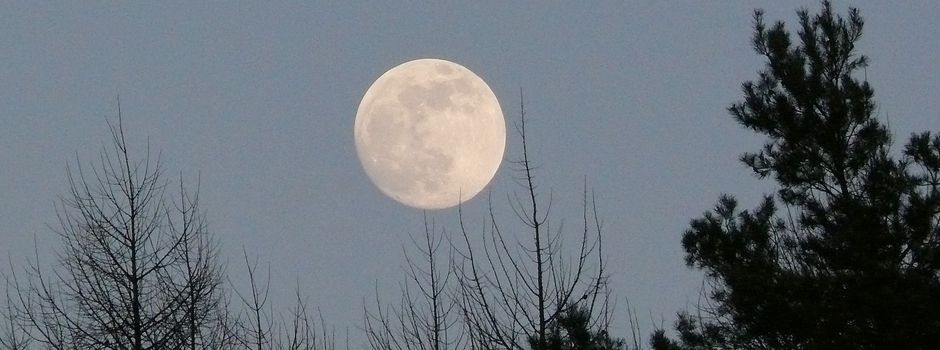 Auf kleinen Pfaden durch Heide und Wald
