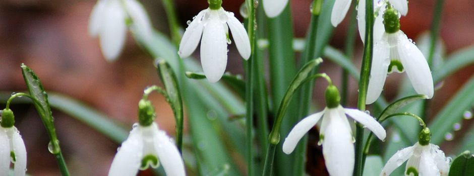 Jahreshauptversammlung beim Gartenbauverein Angfeld und Umgebung