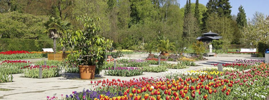 Lebendig, leuchtend, bunt: Frühling im Botanischen Garten