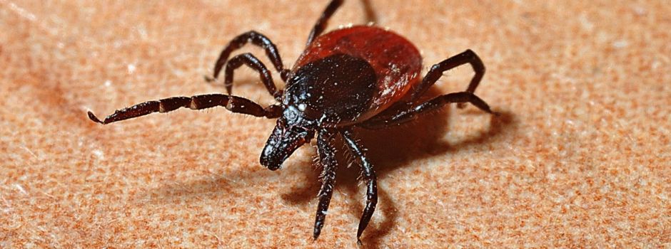 Zecken-Saison steht bevor