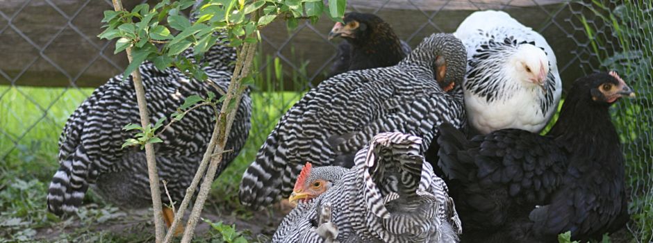 Polizei sucht Hühnerdieb aus Alzey