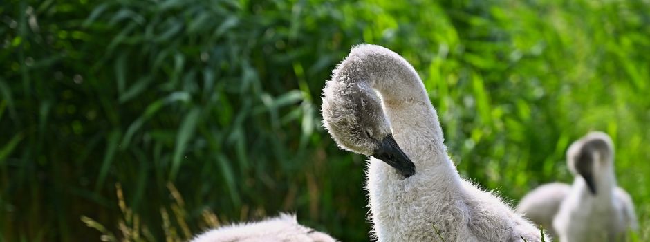 Rettung der Schwanenbabys am Salower Teich