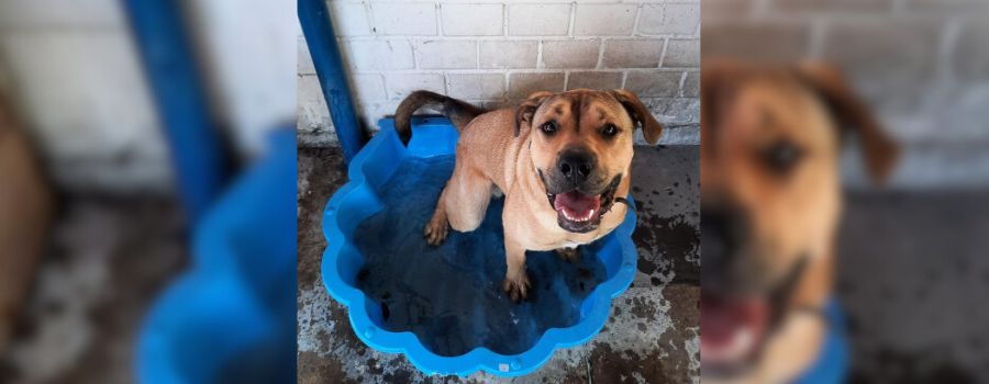 Wassermuscheln gegen Hitze: Tierheim Worms bittet um Spende