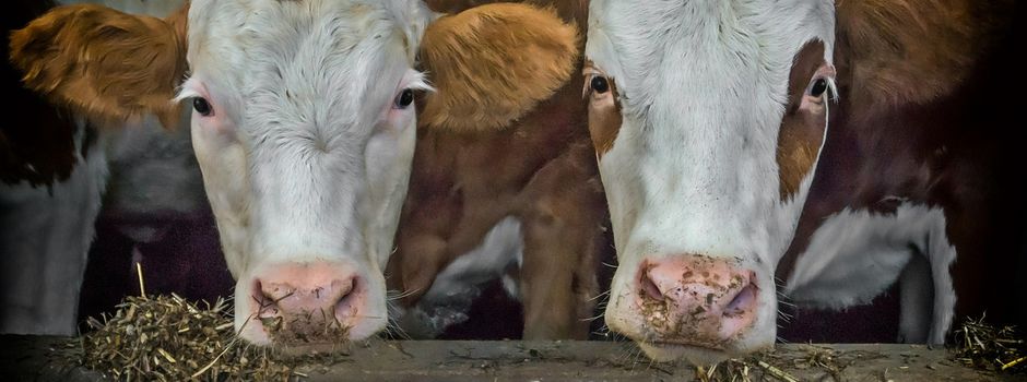 Niedersachsen beendet Anbindehaltung von Rindern 