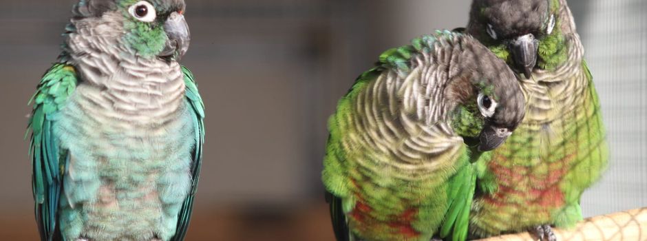 Natur-Explosion im Vogelpark! 💥🌿