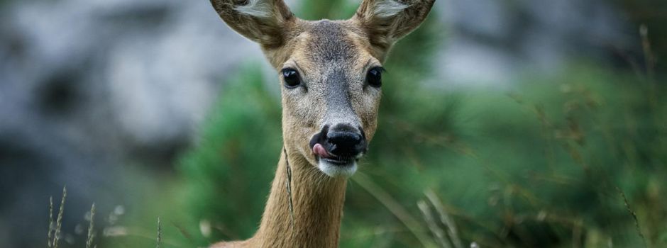 Mainzer Polizisten müssen Reh erschießen