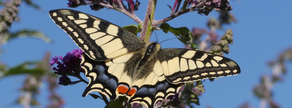 Schmetterlinge im Vorgarten: Sommergottesdienst feiert die Leichtigkeit der Schöpfung