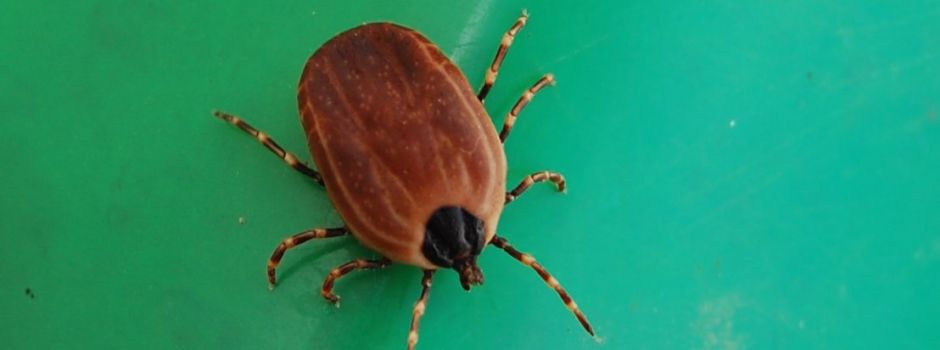 Gefährliche Tigerzecke verbreitet sich – auch in Rheinland-Pfalz und Hessen