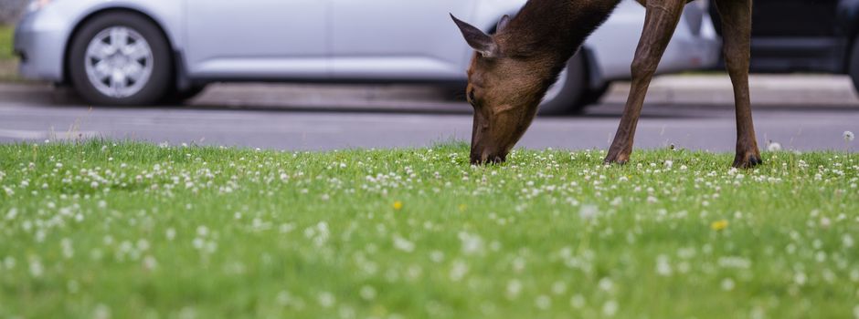 Wildunfälle in der Dämmerung: Sommerzeit erhöht das Risiko 