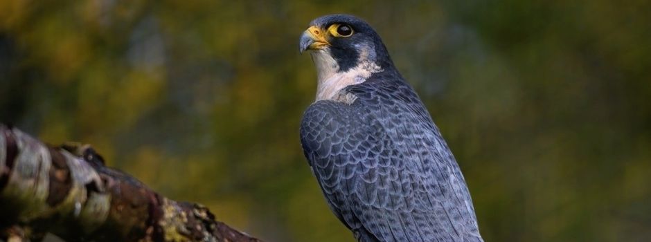 Wanderfalken brüten in Mainzer Dom