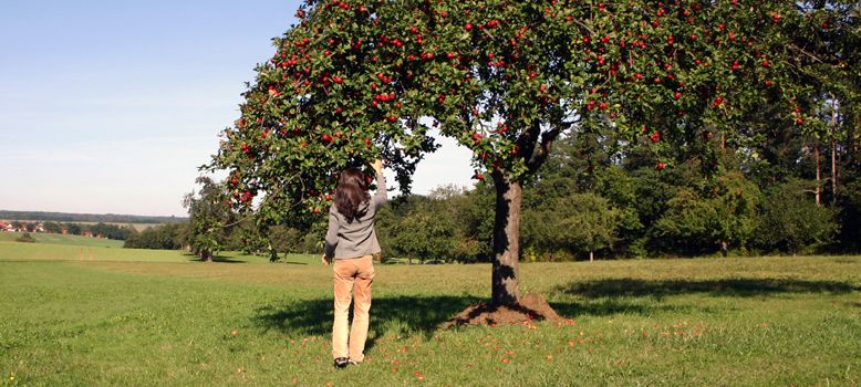 Apfelernte auf der Streuobstwiese in Niedernwöhren