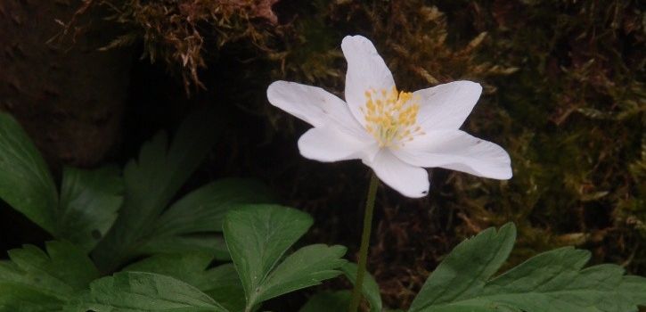 Gästeführung am Sonntag, 5. April 2026 - Frühblüher – Eisblumen oder Blütenpracht?