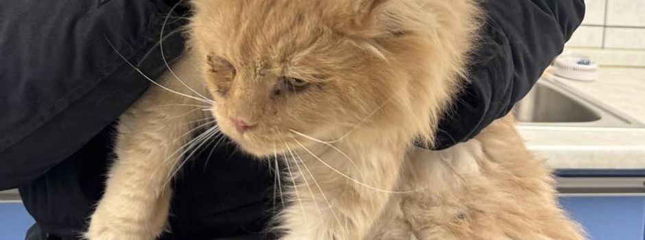 Katze bei Tierheim Worms „aus dem Auto geschmissen“