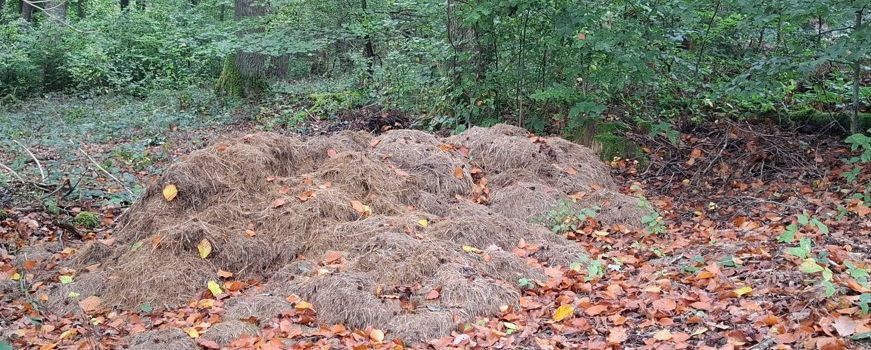 Ablagerung von Grünschnitt und Ästen