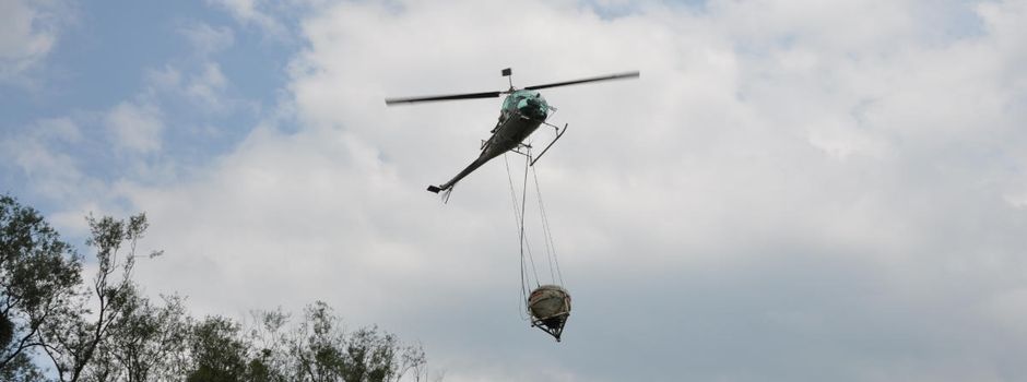 Stechmückenplage am Rhein: Bekämpfung jetzt schon gestartet