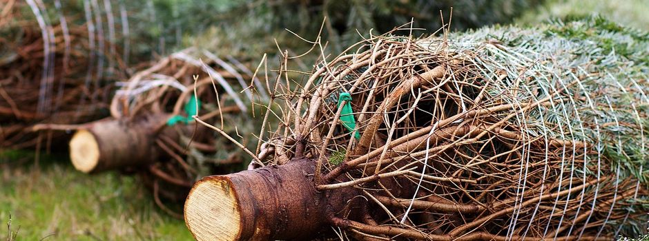 🎄 Weihnachtsbaumverkauf der Feuerwehr Rengsdorf 🚒✨