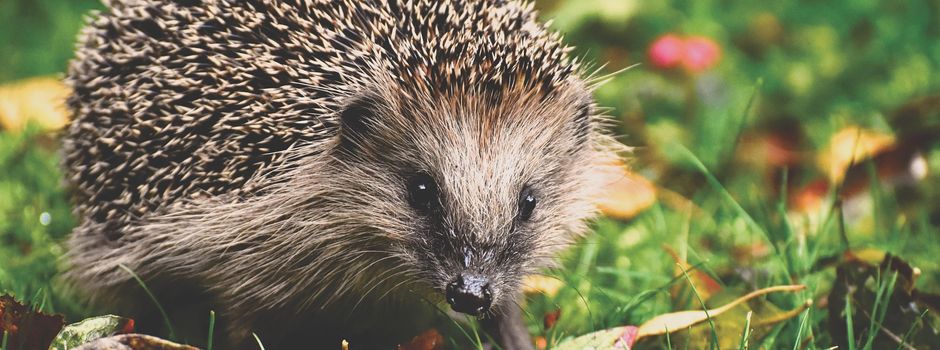 Mähroboter und Igel: Schutz für unsere Gartenbewohner