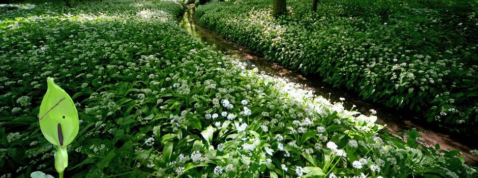 Gästeführung am Samstag, 9. Mai 2026
"Bärlauchblüte, Aronstab und Vogelkonzert im Schenkenwald "
 