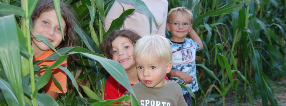Dalheimer Maislabyrinth öffnet vom 27. Juli bis 16. September