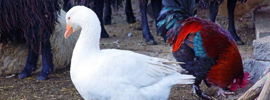 Aufatmen für Geflügelhalter: Stallpflicht in mehreren Regionen aufgehoben