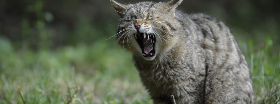 Bitte nicht anfassen: Wildkatzenbabys im Alzeyer Vorholz