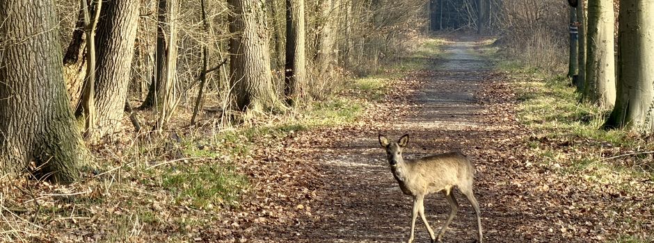 Unerwartete Begegnung in der Putz: Zwei Waldbewohner am frühen Morgen (mit Video)