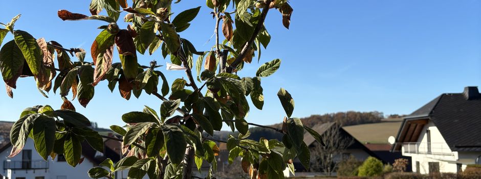 Baumpflanz-Challenge in Mandern