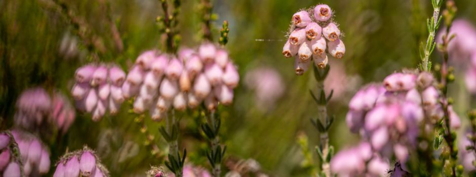 Glockenheide blüht